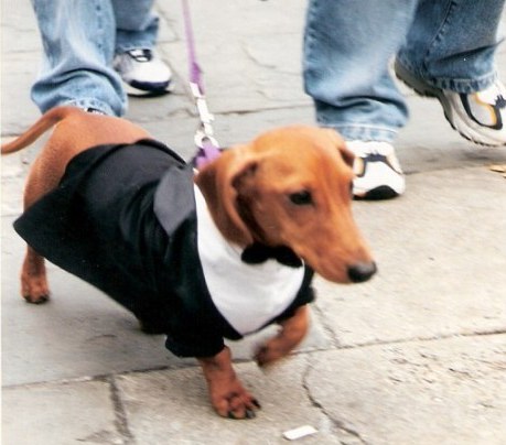 Formal dachshund at Krewe of Barkus Parade New Orleans