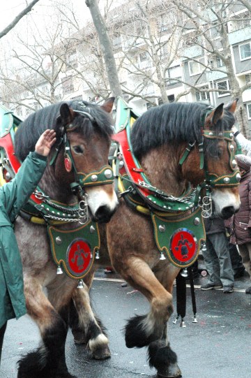 Mainz Fastnacht carriage horses